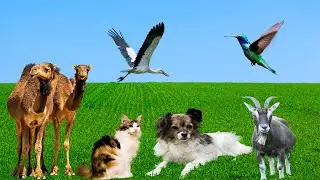 Farm Animal Compilation: Cat, Cow, Sheep, Dog, Chicken, Horse, Elephant &mdash; Farm Animal Sounds