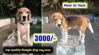 top quality Beagle dog for sale in telugu/7670822895 /aj pets