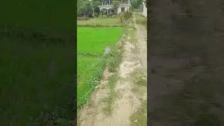 #explore #flower #nature #youtube #youtuber #instagram #music #love #farming
