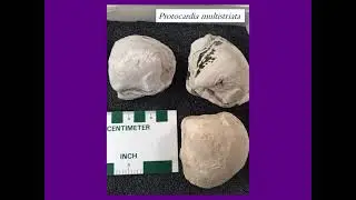 Morphology and Preservation of the Echinoids of the Cretaceous Walnut Formation, Central Texas