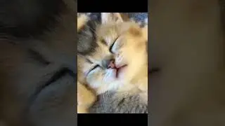 Fuuny ptes#cute #funny #animals