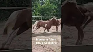 #youtubeshorts #shortsviral #shorts #shortsyoutube #ponei #cavalo #horse #equestrian #cavalos