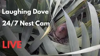 Laughing Dove - Live nest cam - Night 27 - First Egg Just Hatched