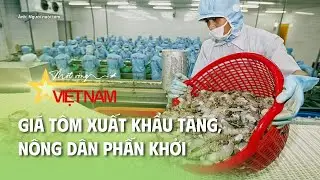 Giá tôm xuất khẩu tăng, nông dân phấn khởi | Thời báo VTV