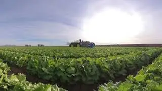 A 360 Farm Tour of Arizona Lettuce