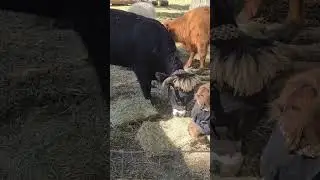 Highland cows 