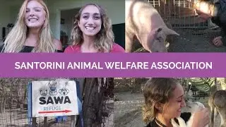 Vegan Travel to Santorini Animal Welfare Association