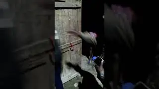 EJERCITO DESMANTELA CASA USADA PARA ACOPIO DE HAITIANOS ILEGALES #sucesosrd