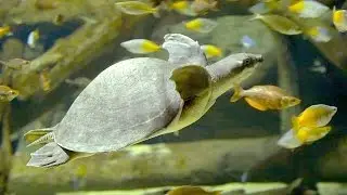 The Vancouver Aquarium Truly Spectacular