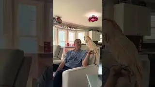 COCKATOO TANGO Talk#shorts 🦜 #viralvideo#pets #viralshorts  #viraltiktok #youtubeshorts #youtube