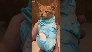 Funny Cats 2025 🐕 Will Cheer you Up 🐈‍⬛ # Episode 3422