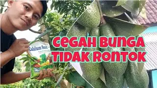 TERBARU !! Cara Mencegah Bunga dan Buah Alpukat Agar Tidak Rontok
