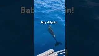 Dolphins next to our boat