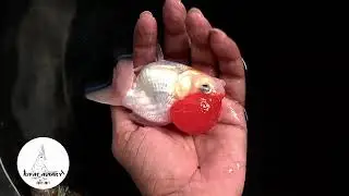 Red Cap Gold Fish  | +8801798563068 | Rifat Aviary. 