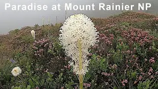 WILDFLOWER BEDS at Paradise -- Mount Rainier National Park -- Looking Back 2021