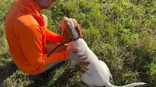 Easy Way to Introduce Gunfire to Your Puppy
