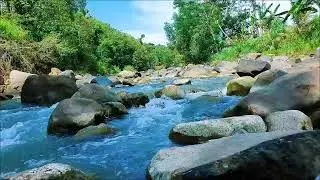 Tranquil River Flow 24/7 Live    Relaxing Water Sounds & Green Noise for Better Sleep & Focus