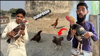 Surprise for Shaka 😳 || New murgi lay aye 