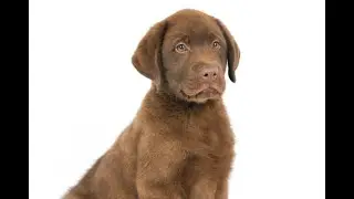 For Adoption! 