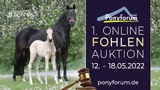 ROCKSTAR IP Hengst v. Rocketti / Dimension AT NRW