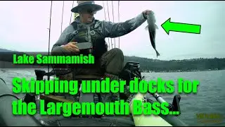 Lake Sammamish, Catching Largemouth