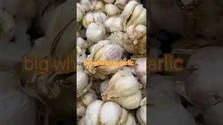 BIG GARLIC 🧄/ GARLICS FRESH HARVEST at FARMERS MARKET #farmer #market #shorts #video #viralvideo
