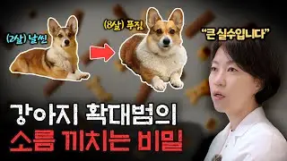 Dog obesity. Why does my dog ​​gain weight even when I give him just a few treats?