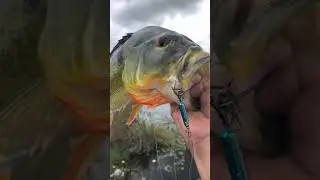 #bassfishing #penn #bass #fishing #sportfishing #starroad #peacock #life is #good 😁