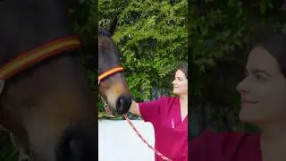 What if your horse&rsquo;s legacy depended on a decision made today? | Ovohorse