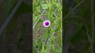 Garden Psychology