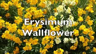 Erysimum Cheiri Wallflower fragrant yellow flowers in my walled garden uk Chieranthus