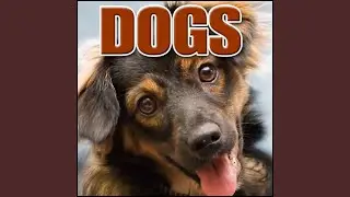 Animal, Dog - Hound Dog: Barking and Howling, Distant Perspective, Distant Traffic, Light...