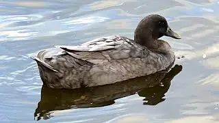 Ducks, Ducks!, DUCKS!!! of Kit Carson park in Escondido, CA.