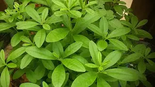 Harvesting water leaf vegetable planted in container from my small garden