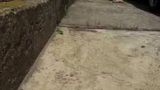 Кот играется с ящерицей (часть 1)/Cat playing with a lizard (Part 1)