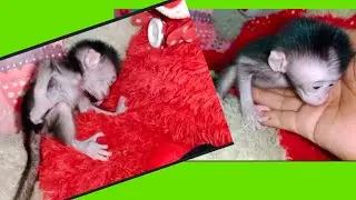 I'm so hungry ‼️ baby monkey 🐒🐒🐒🍼🍼