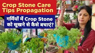 How To Grow And Care Sedum Succulent Plant / Crop Stone Care Tips & Propagation / Sedum Summer Care