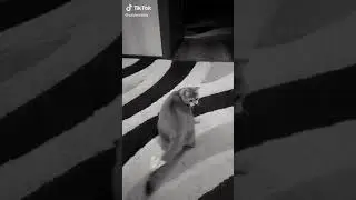 завтра будет у меня стрим в амлете в 21:30 ЖДИТЕ