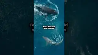 Orca Defeats Great White Shark With One Blow