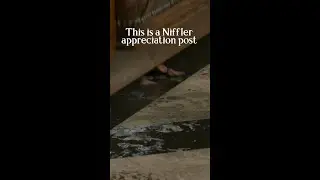 Niffler appreciation post #FantasticBeasts #Nifflers #NewtScamander