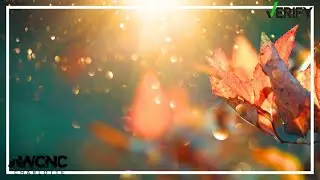 What happens if you don't rake fall leaves in your yard? VERIFY