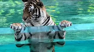 Tiger Island Dreamworld Gold Coast