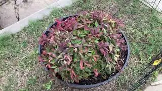 Early Winter 2026 Plant Tour/Update in the Garden of Usher