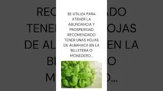 Albahaca #albahaca