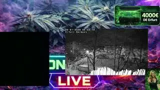 Zielony Patrol LIVE 🌱 Plants &bull; Chill &bull; Good Energy | #zielonypatrol o #Twitch