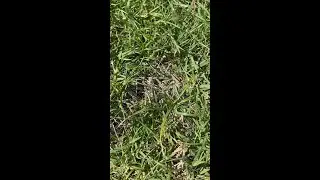 Does Your Yard Have Rabbits?!