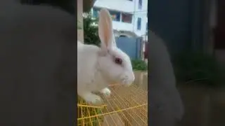 jb tum aajaty ho samny#shorts#shortfeed #ytubeshorts #viralvideos #cute rabbit