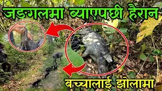 आज फेरि यस्तो झमेला भयो,जङ्गलमा सुङ्गुर ब्याउदा सारै हैरान,out door piggery