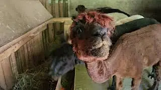 Alpacas Chowing Down