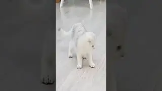 INCR&Iacute;VEL ROB&Ocirc; LASER AUTOM&Aacute;TICO HENNIU | BRINQUEDO PARA GATOS #shorts